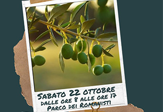 Raccogliamo le olive